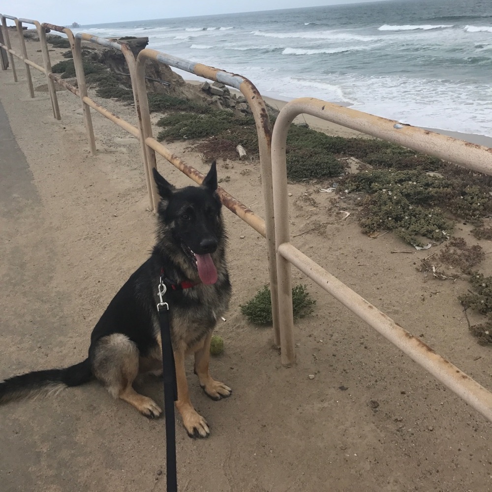 Meet your Posher, Ella